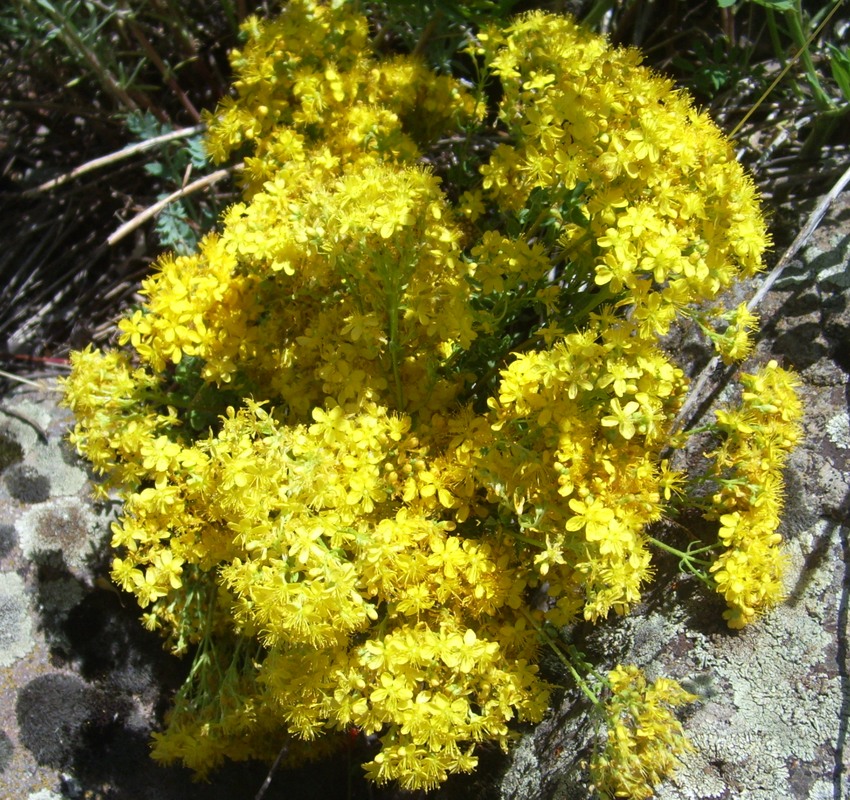 Image of Hypericum scabrum specimen.