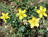Potentilla orientalis