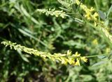 Melilotus officinalis. Верхушка побега с соцветием. Кыргызстан, Чуйская обл., восточная окр. с. Восток, заросший газон около дороги. 28.05.2019.