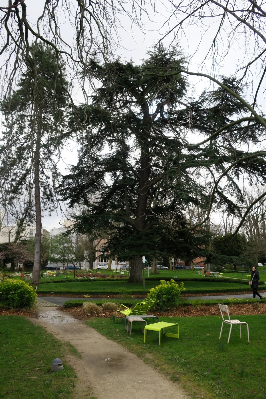 Image of Cedrus deodara specimen.