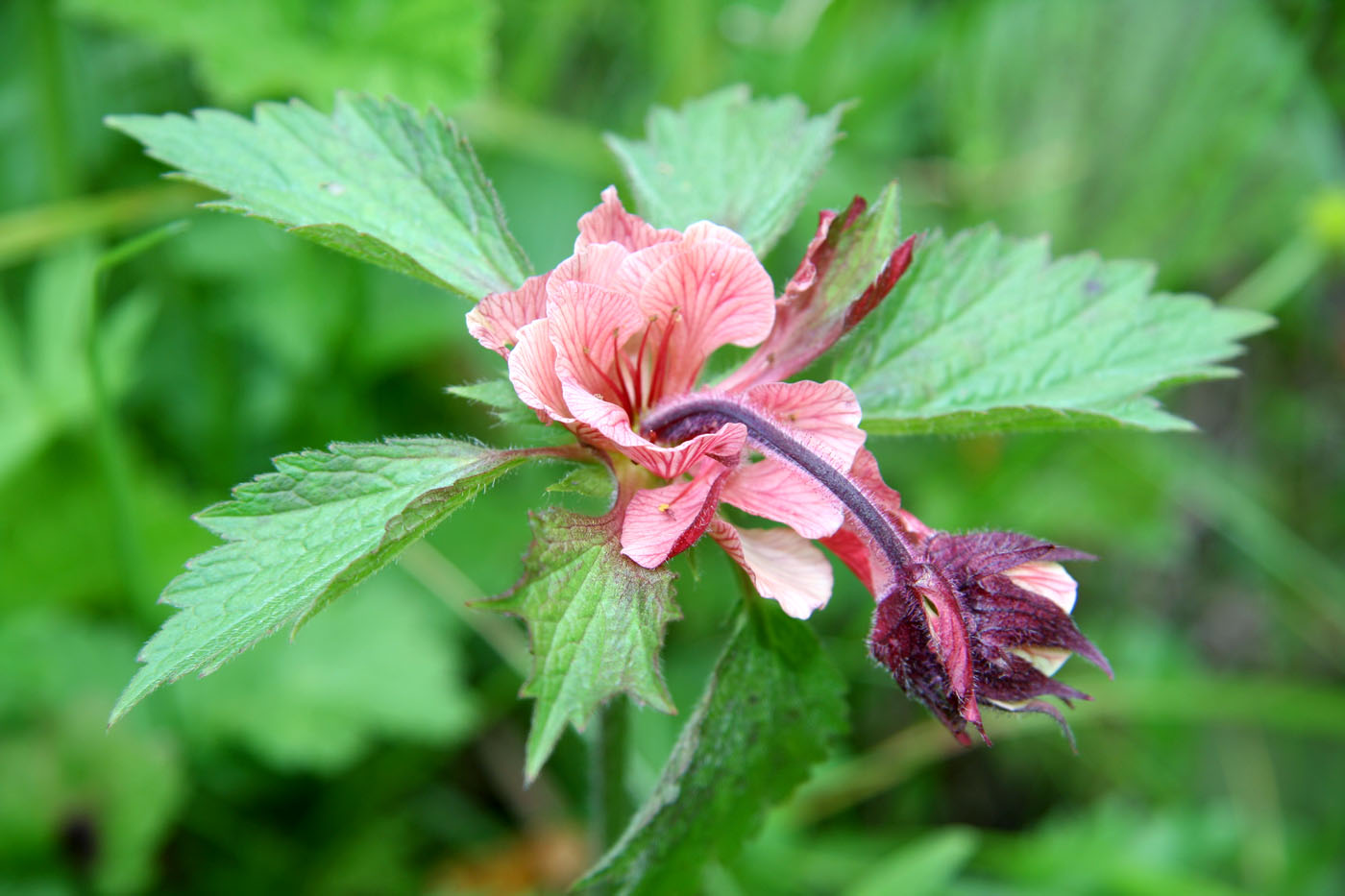 Изображение особи Geum rivale.