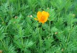 Cosmos sulphureus