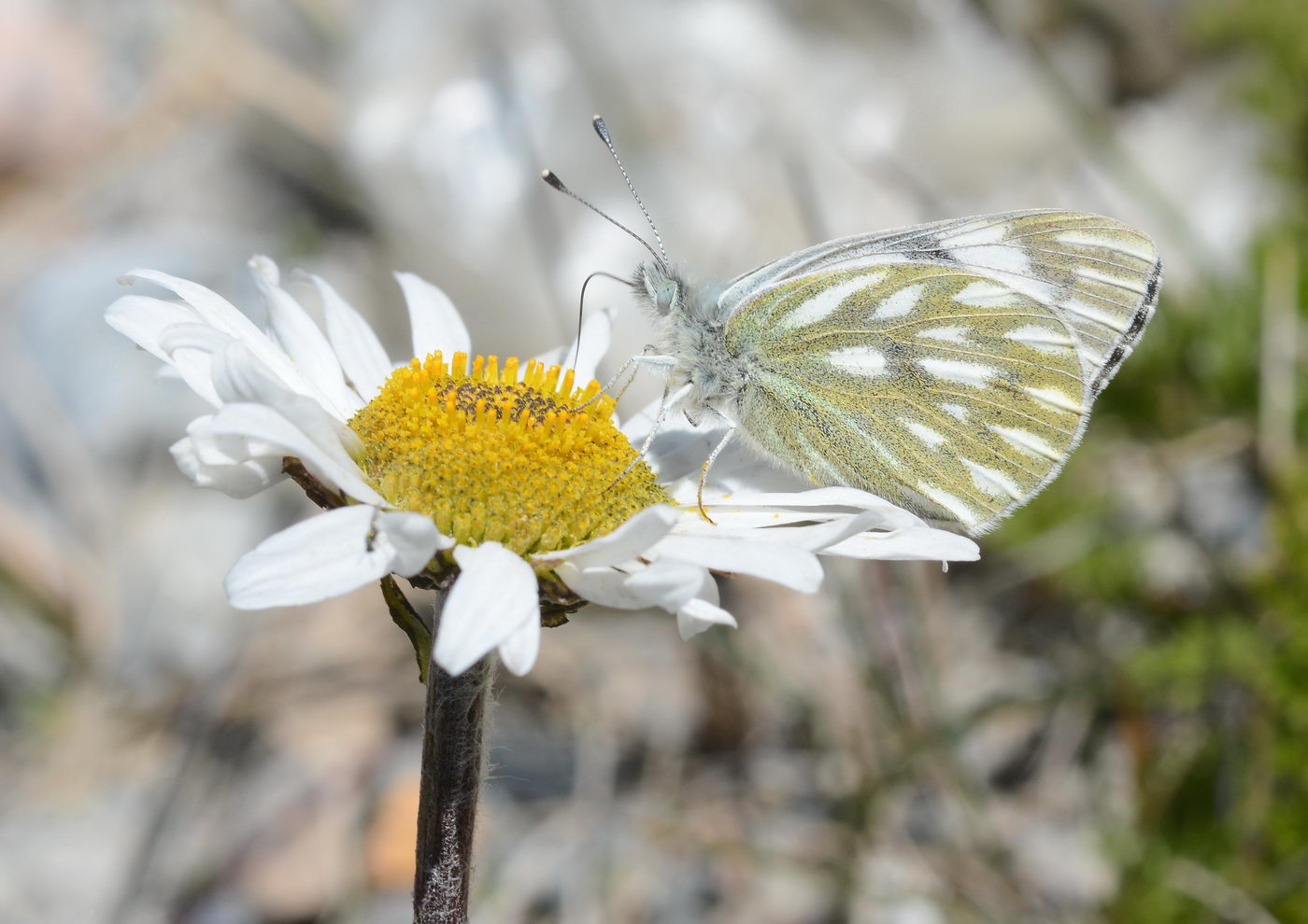 Image of Pyrethrum karelinii specimen.