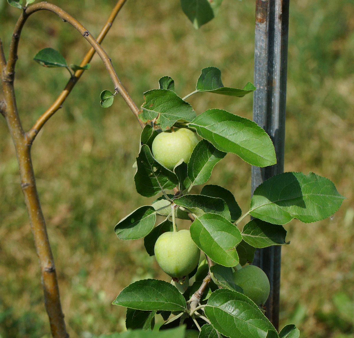 Image of Malus domestica specimen.