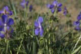 Geranium transbaicalicum. Цветок. Бурятия, Кижингинский р-н, берег р. Кодун, заросшие песчаные намывы на берегу. 06.07.2019.