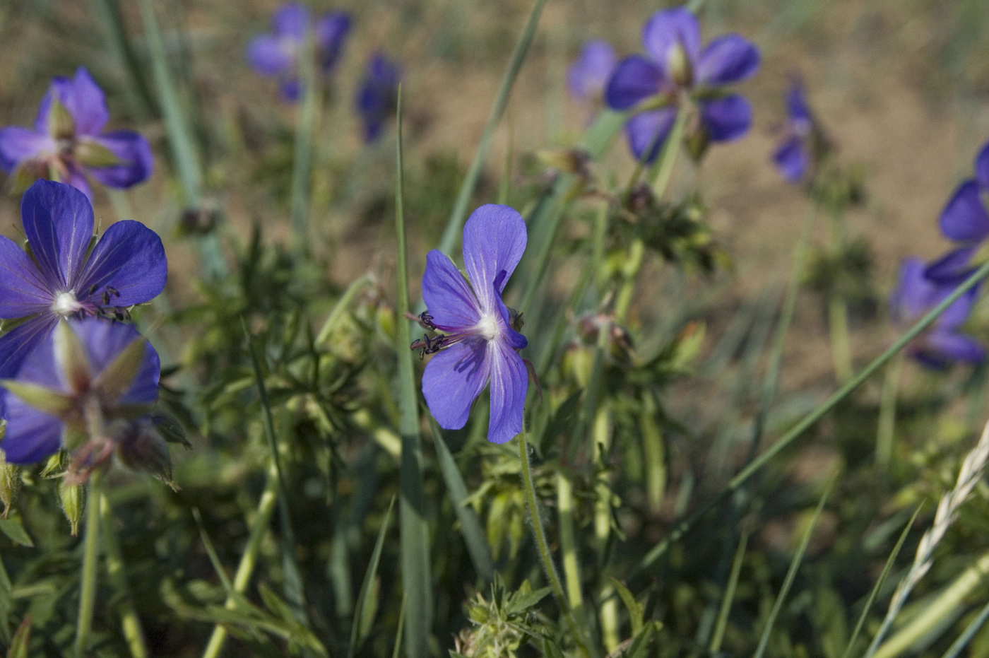 Image of Geranium transbaicalicum specimen.