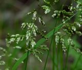 Hierochloe odorata