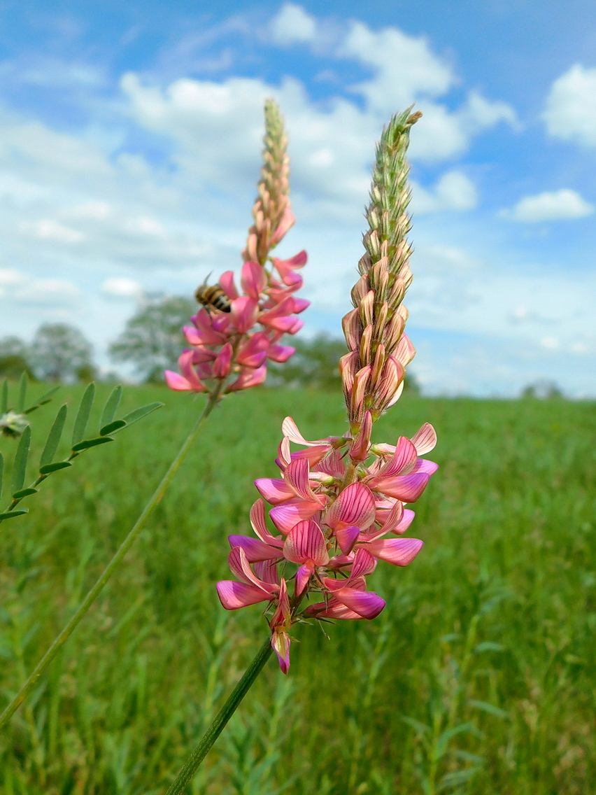 Изображение особи Onobrychis arenaria.