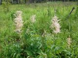 Aruncus dioicus. Цветущие растения. Хабаровский край, окр. пгт Ванино, р-н ост. \"Пожарка\", поляна на краю леса. 18.07.2019.