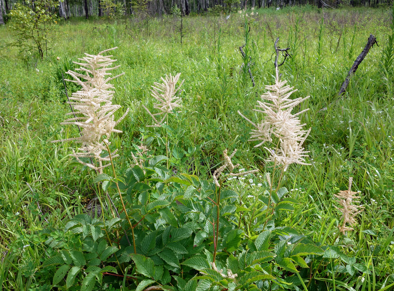 Изображение особи Aruncus dioicus.