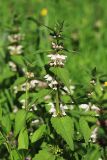 Lamium barbatum