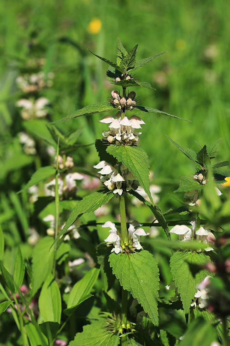 Изображение особи Lamium barbatum.