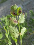 Pimpinella tragium. Лист с поражениями (вид на абаксиальную поверхность). Краснодарский край, окр. г. Новороссийск, хр. Маркотх, обрыв у ручья. 31.05.2020.