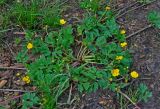 Ranunculus repens