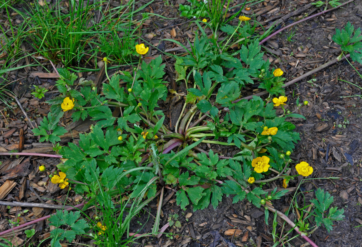 Image of Ranunculus repens specimen.