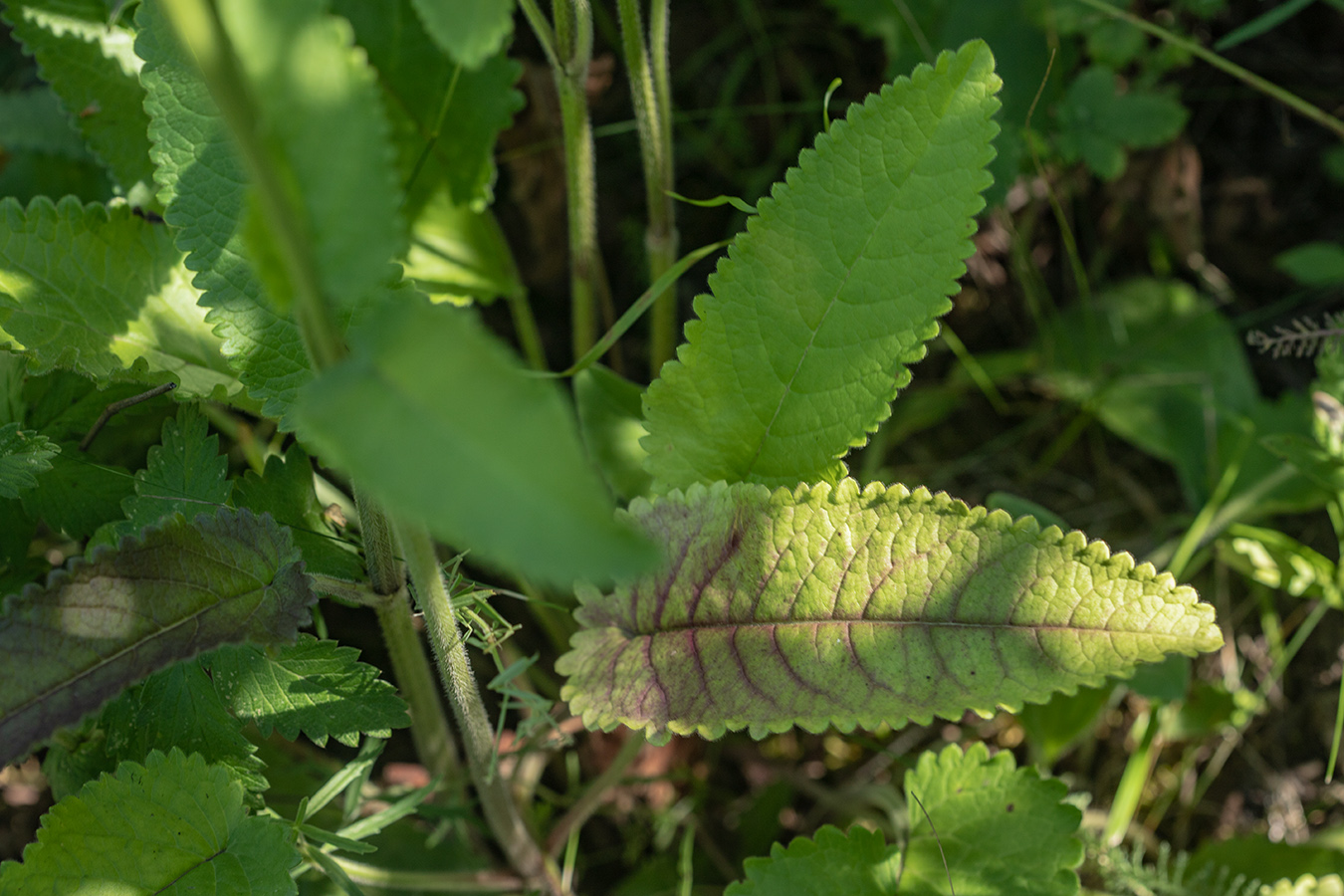 Изображение особи Betonica officinalis.