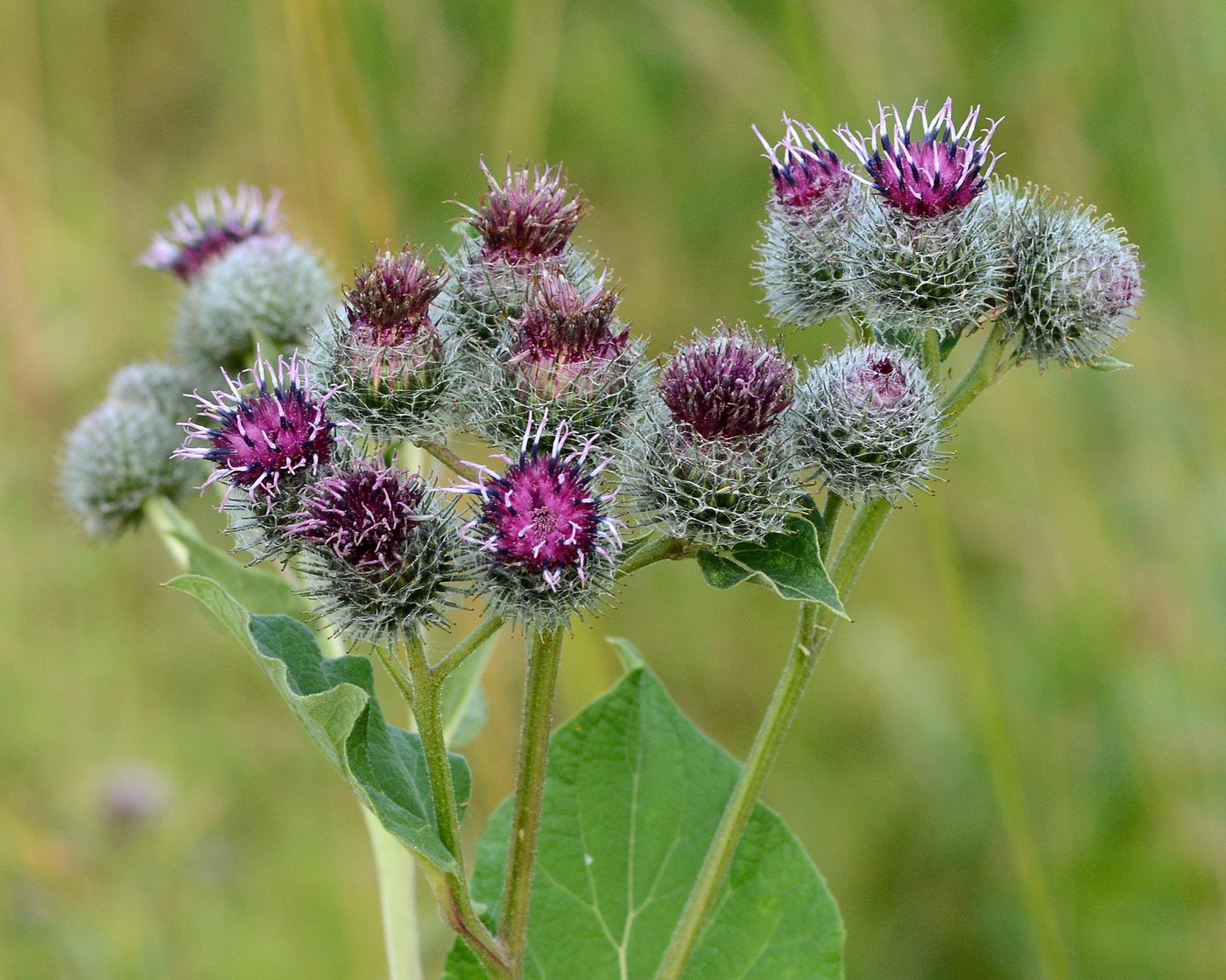 Image of Arctium tomentosum specimen.