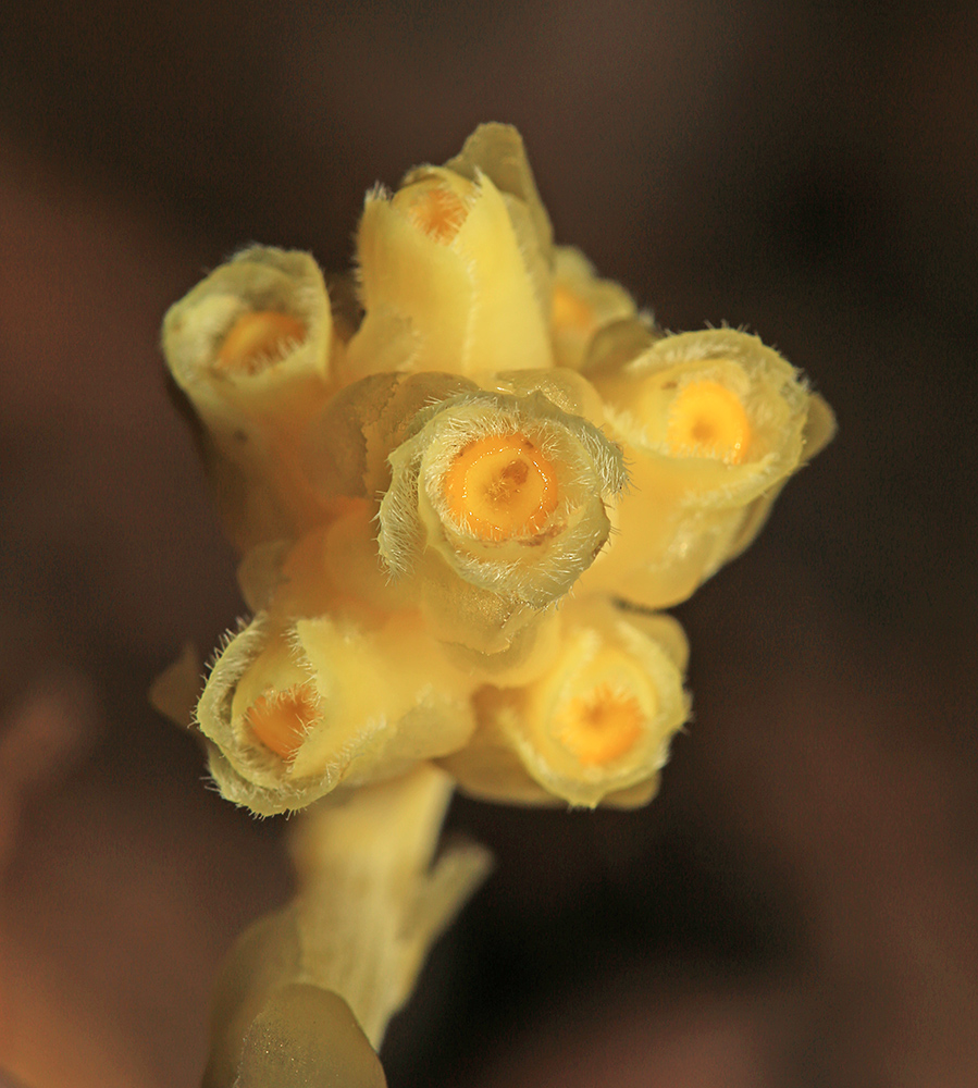 Image of Hypopitys monotropa specimen.