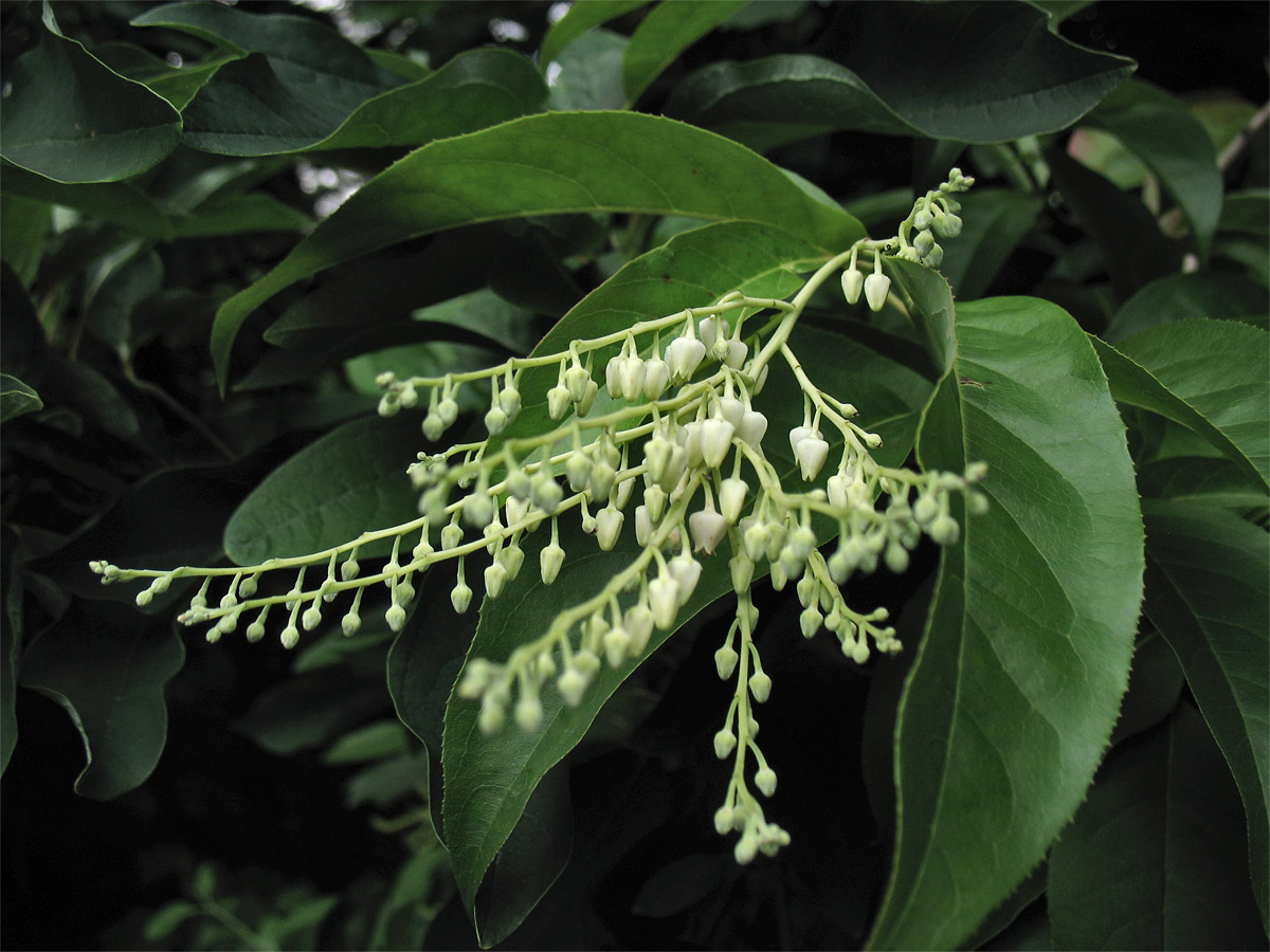 Image of Oxydendrum arboreum specimen.