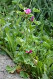 Malva sylvestris