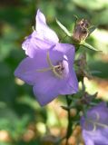 Campanula persicifolia. Цветок. Владимирская обл., Юрьев-Польский р-н, окр. дер. Елох, берег ручья. 13.07.2006.