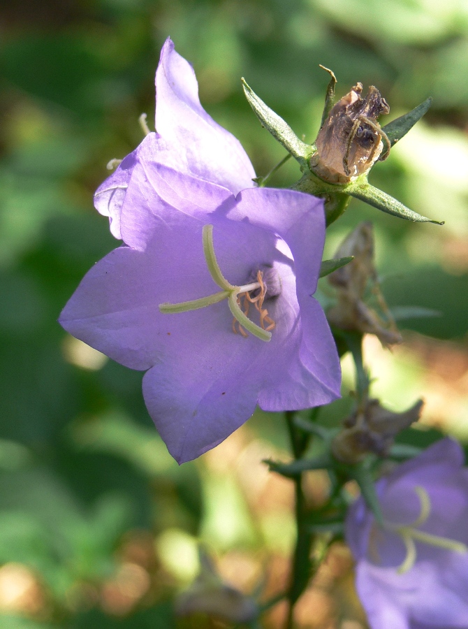 Image of Campanula persicifolia specimen.