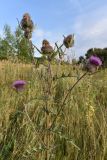 Cirsium polonicum. Верхушка растения с соцветиями. Тульская обл, Узловский р-н, окр. пос. Дубовка, вейниковый луг на залежи. 19 августа 2020 г.