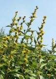 Inula racemosa