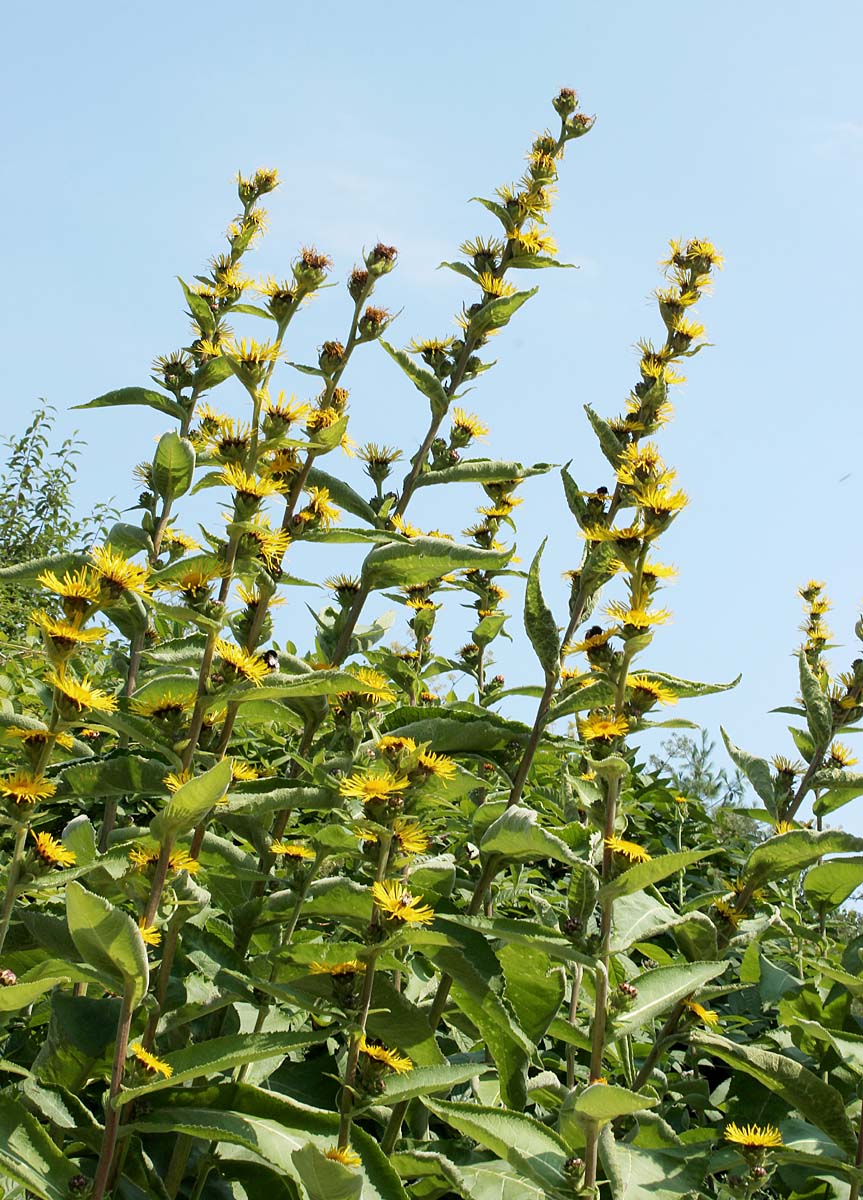 Изображение особи Inula racemosa.