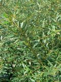 Salix triandra. Побеги. Санкт-Петербург, Приморский р-н, окр. пересечения Гаккелевкой ул. и просп. Испытателей, в культуре. 06.09.2020.