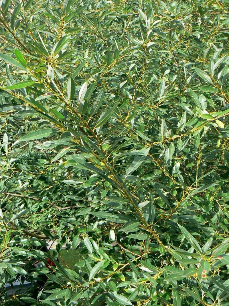 Image of Salix triandra specimen.