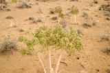 Ferula foetida