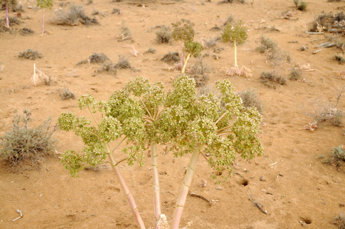 Изображение особи Ferula foetida.