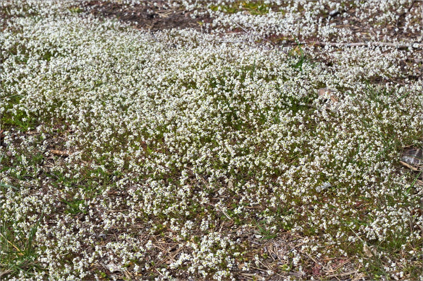 Изображение особи Erophila verna.