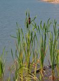 Typha latifolia. Вегетирующие и плодоносящее растения. Челябинская обл., Кыштымский гор. округ, берег Каолинового карьера, в воде у берега. 24.07.2020.