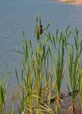 Typha latifolia