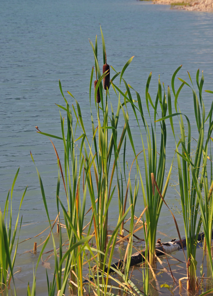 Изображение особи Typha latifolia.