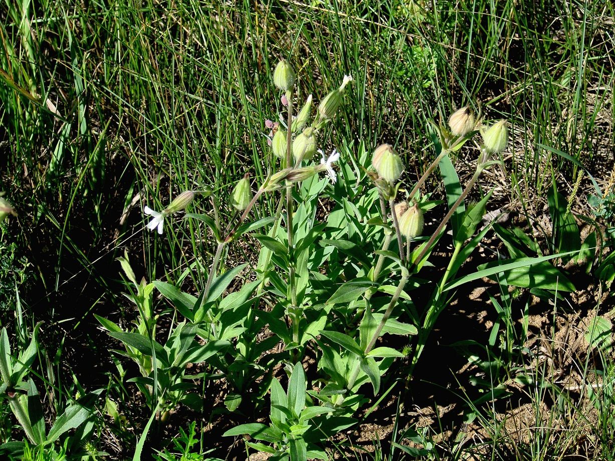 Image of Melandrium album specimen.