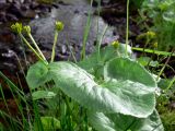 Caltha palustris. Плодоносящее растение. Свердловская обл., окр. г. Североуральск, подножие Сосьвинского хребта, берег р. Большая Сосьва. 30.06.2010.