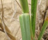 genus Phragmites. Часть стебля с отогнутым листом. Намибия, регион Erongo, южная граница г. Свакопмунд, русло р. Свакоп. 07.03.2020.