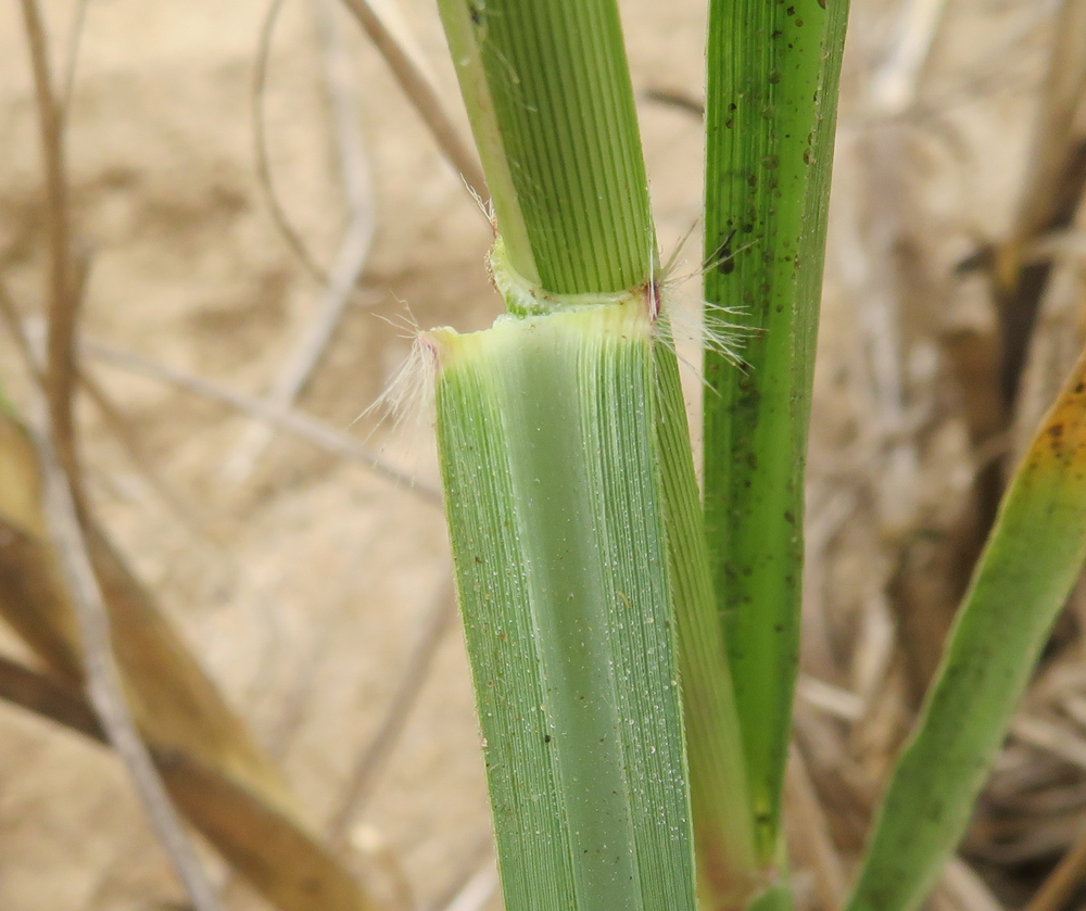 Изображение особи род Phragmites.