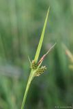 Carex pallescens