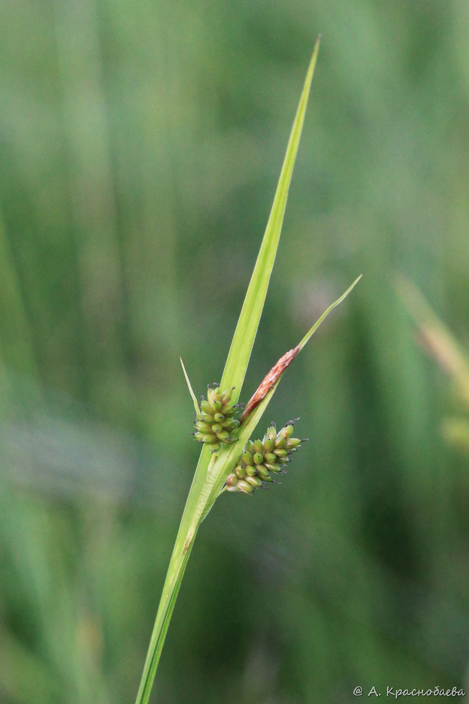 Изображение особи Carex pallescens.