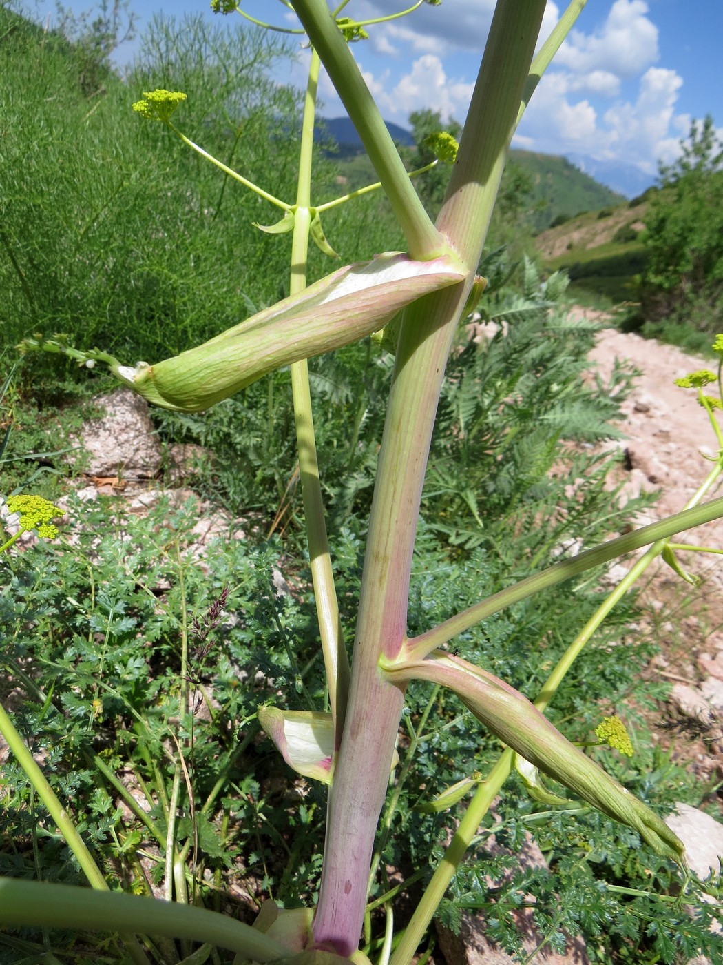 Изображение особи Ferula samarkandica.