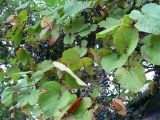 Vitis amurensis. Часть плодоносящей ветви. Хабаровский край, 17 км Владивостокского шоссе, дачи, в культуре. 02.09.2011.