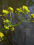 Rorippa amphibia. Верхушка цветущего растения. Красноярский край, Эвенкийский р-н, государственный природный заповедник \"Тунгусский\", старица р. Чамба. 25.06.2019.