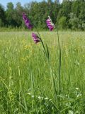 Gladiolus imbricatus. Цветущее растение. Ульяновская обл., окр. г. Димитровград, пойма реки Бол. Черемшан, сыроватый луг. 02.06.2019.