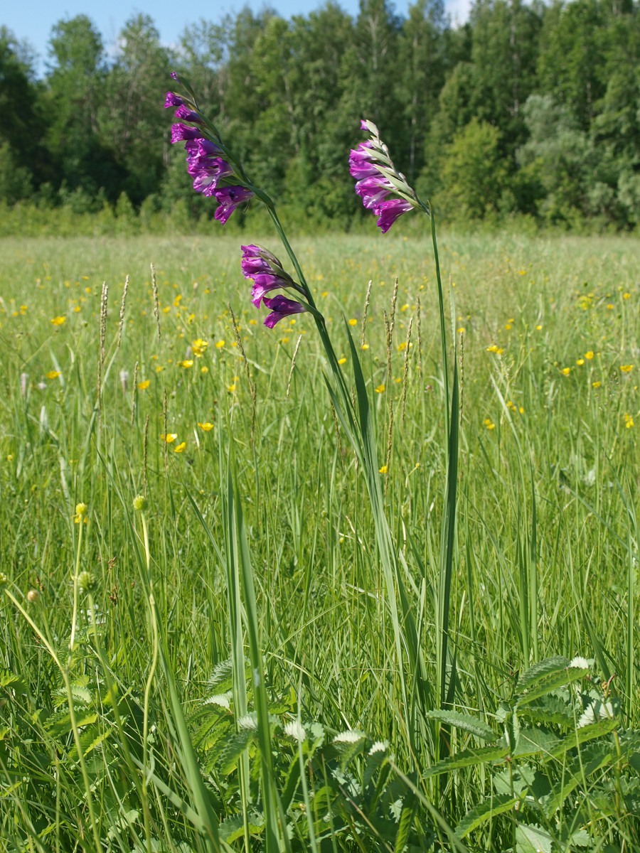 Изображение особи Gladiolus imbricatus.