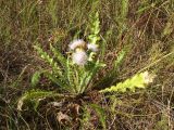 Cirsium roseolum