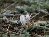 Astragalus testiculatus